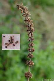 Image result for Mentha spicata