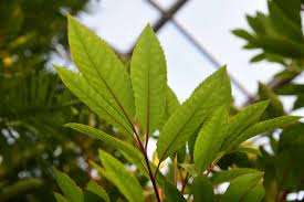 Image result for Cunonia