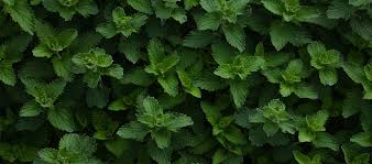 Mint is most flavorful when harvested in the morning. How To Harvest Mint 5 Tips For Harvesting Mint Springs In Your Garden