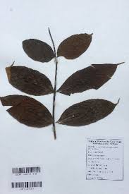 Image result for Lannea antiscorbutica