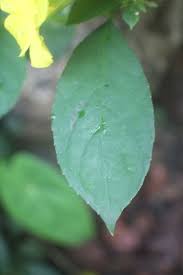 Image result for Reinwardtia indica