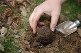 Maybe you would like to learn more about one of these? How To Grow Truffles In 7 Easy Steps And Make A Big Profit