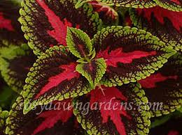 Image result for Coleus defoliatus