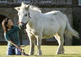 How long is a shetland pony? Is This Britain S Oldest Shetland Pony The 46 Year Old Animal Owes Astounding Longevity To Feasting On Grass And Flowers In Abbey Grounds Daily Mail Online