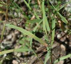 Image result for Eragrostis minor