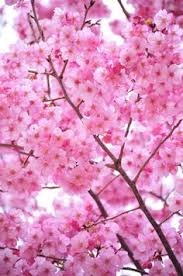Newer post older post home. 270 Ide Sakura Wallpaper Bunga Sakura Bunga Sakura