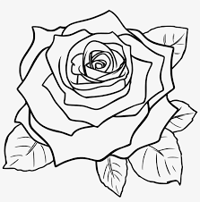 Black and white rose flower rose flower line drawing element line. White Rose Clipart Line Art Rose Flower Clipart Black And White Free Transparent Png Download Pngkey