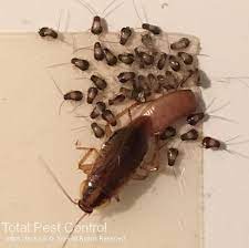 It can be used anywhere, including. The Best Way To Kill Cockroaches Pest Control Services