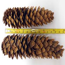 We did not find results for: Norway Spruce Cones 50 Cones 4 6