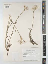 Image result for Rhaptopetalum roseum