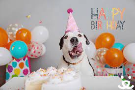 Happy Cute Party Dog Celebrate Birthday Confetti Bday Save Them All Best Friends Animal Soci Happy Birthday Animals Happy Birthday Friend Happy Birthday Cousin