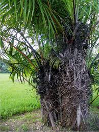 Behold Raffia Palm The Akwa Ibom State Tree La rafia o raffia è una fibra forte che si ricava dalle foglie di alberi dal fusto robusto, alto anche 20 la pianta della rafia è una palma, il suo habitat naturale è infatti quello tropicale e subtropicale dell'africa. behold raffia palm the akwa ibom state