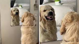 Angry puppy golden retriever fight with cat toy :d funny dog. Watch This Dog Practice His Angry Faces In The Mirror