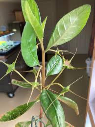 Image result for Dorstenia cuspidata