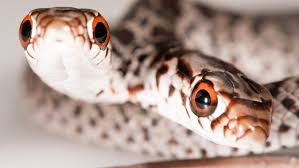 Navigate different cities around the world in this rendition of the classic arcade game snake. Florida Woman S Cat Brings Home Two Headed Snake A Rare Pheneomenon