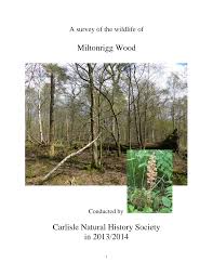 Image result for Trichopteryx fruticulosa