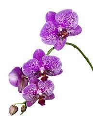 Phalaenopsis Pink Speckled Flower Drawing Flower Art Flower Painting