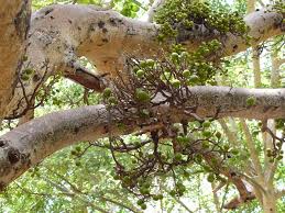Image result for Ficus sur