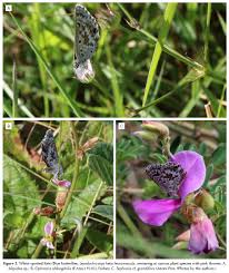 Image result for Ophrestia