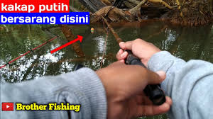 Jika sobat mengincar ikan nila, maka bisa mencari contoh rangkaian pancing nila yang umum digunakan pada malam hari. Nemu Spot Baru Kakap Putih Ngumpul Mancing Kakap Putih Pakai Pelampung Youtube