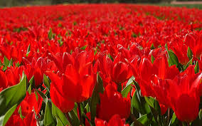 Der keukenhof ist von 24. Im Farbrausch Zur Tulpenblute In Holland