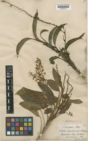 Image result for Maerua descampsii