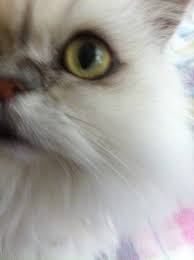 Order now and save 5% with autoship. How Treatment Resistant Feline Ibs Symptoms Healed In One Month Not Just By Food Natural Cat Care Blog