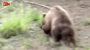 Final piala soeratin u13 psbk vs persebaya 12 november 2018. 7 Serangan Burung Elang Terbesar Di Dunia Elang Vs Beruang Vs Rubah Vs Manusia