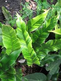 Image result for Pyrrosia rhodesiana