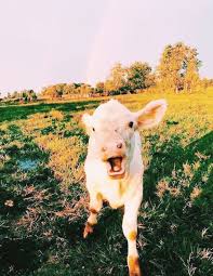 House Photography Near Me Some Photography Degree Near Me Down Photography Hashtags Instagram Copy And Paste Unless Ph With Images Cute Animals Cute Cows Animals Beautiful