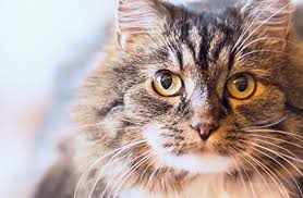 Fluid retention causes/water retention or hydrops, hydropsy, edema, signifies an abnormal accumulation of clear, watery fluid in the tissues or cavities of the body. 10 Common Causes Of Kidney Disease In Cats