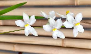 Image result for Bonatea pulchella