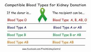 Compatible Blood Type For Kidney Donation Living Kidney
