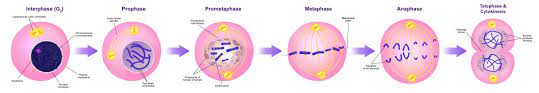 The birth and death of cells the cycle of growth and replication. Mitosis Wikipedia