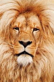 African Lion African Animals African Lion Animals