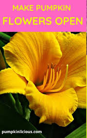 Keep weeds away from your garden because they can act as hosts for these insects. No Female Pumpkin Flowers Reasons Why Pumpkin Flower Growing Pumpkins Pumpkin