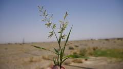 Image result for Eragrostis echinochloidea