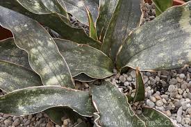 Image result for Xerophyta kirkii