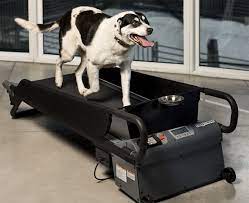 10 Ways To Exercise Your Dog Indoors Dog Treadmill Dog Exercise Dog Treadmills