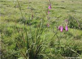 Image result for Dierama formosum