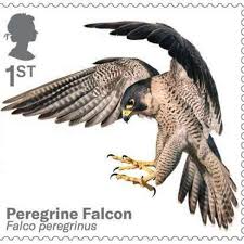 Bird Of Prey Tattoo Birds Of Prey Stamps Released By Royal Mail Birds Of Prey Bird Of Prey Tattoo Peregrine Falcon