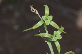 Image result for Dipcadi viride