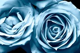 Blue Frosty Roses Wallpaper Hd Full Screen Papel Pintado Flores Rosas Fondo De Pantalla Flores Bonitas