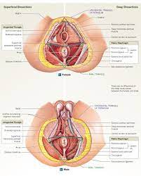 11 6 Axial Muscles Are Muscles Of The Head And Neck Vertebral Column Trunk And Pelvic Floor Head Muscles Pearson Head And Neck