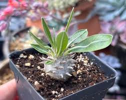 Image result for Kedrostis africana