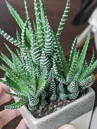 Haworthia Care This Is The Absolute Hardest Succulent To Kill Succulents Planting Succulents Succulent Garden Diy