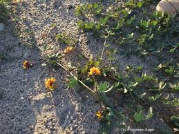 Image result for Antopetitia abyssinica