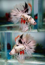 Black Orchids Koi Betta Betta Fish Betta Aquarium