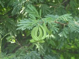 Image result for Acacia robusta