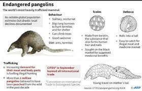 Check spelling or type a new query. I Coast Seizes Record Three Tonnes Of Pangolin Scales